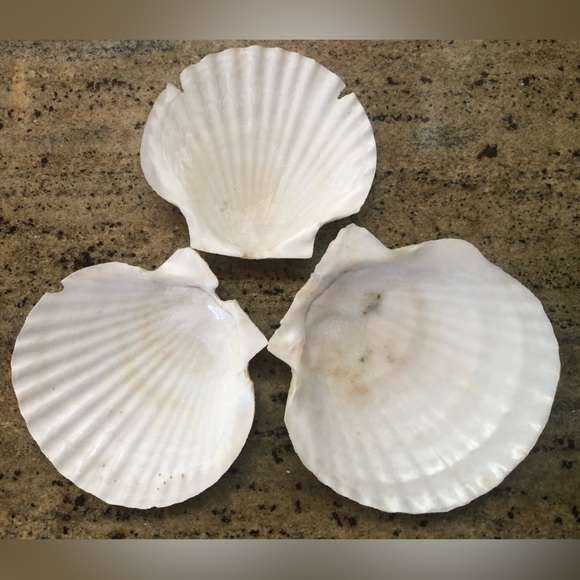 Natural Scallop Clam Shell Appetizer Plates (Luau, Seafood Party ) - Set Of 20 - Picture 15 of 17
